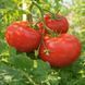 FLORADADE TOMATO