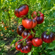 KOZULA-21/1 TOMATO