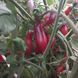 KUMQUAT PINK OPAL TOMATO