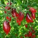 KUMQUAT PINK OPAL TOMATO