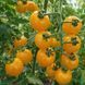 MALERIA TOMATO