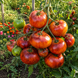P20 + BEAUTY KING TOMATO