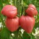 PINK OXHEART TOMATO