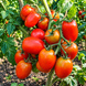 RIO GRANDE TOMATO