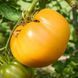 YUKO'S PERSIMMON PERFECTION TOMATO
