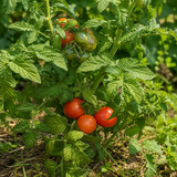 DWARF RUBY SLIPPERS TOMATO