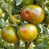 DWARF PENNY LANE TOMATO