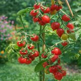 MICRO DWARF LITTLE HEARTBREAKER TOMATO