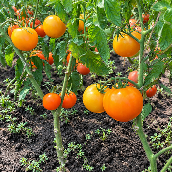 ORANGE MAMA ТОМАТО
