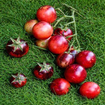 MARCHENGLANZ TOMATO