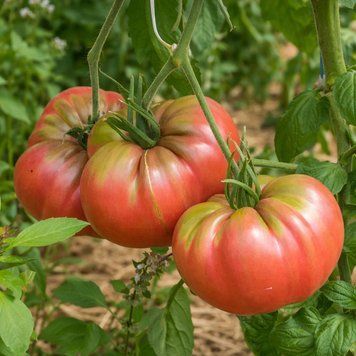 MARIANNA'S PEACE + CHEROKEE PURPLE TOMATO