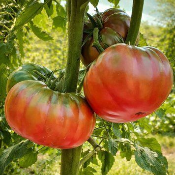 NEGRILLO DE ALMOGUERA TOMATO