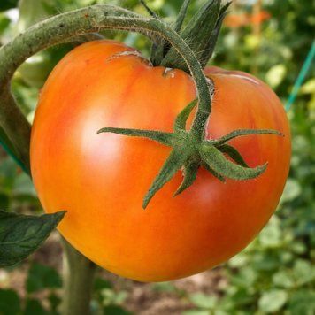 SWEET AMBER TOMATO