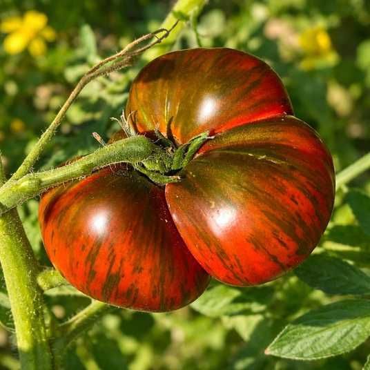 zebra-ezel-tomato-