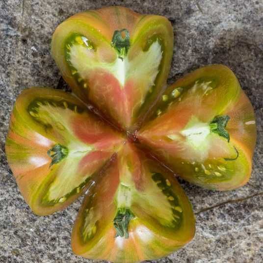zebra-ezel-tomato-
