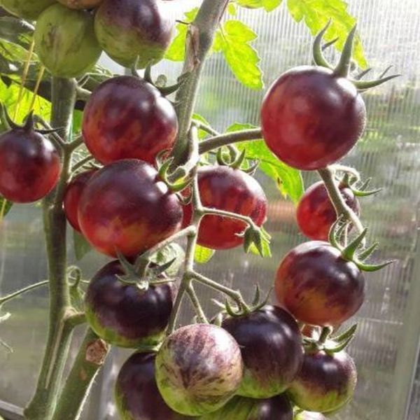 MARCHENGLANZ TOMATO