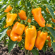 POMARAŃCZOWY ZWYCIĘZCA (ORANGE WINNER)