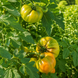 DEWEESE STREAKED TOMATO