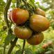 BRUSSEL TOMATO FESTIVAL