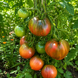 CHOCOLATE DELIGHT TOMATO