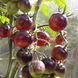 MARCHENGLANZ TOMATO