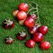 MARCHENGLANZ TOMATO