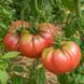 MARIANNA'S PEACE + CHEROKEE PURPLE TOMATO