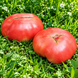 NEW BIG DWARF TOMATO