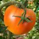 SWEET AMBER TOMATO