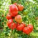 SYLVAN GAUME TOMATO