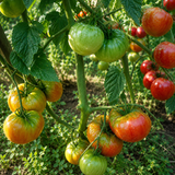 CAPTAIN LUCKY TOMATO