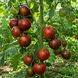 BLACK ZEBRA CHERRY TOMATO
