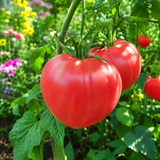 MALCOLM LINCOLN TOMATO