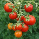 MICRO DWARF FLORIDA PETITE TOMATO