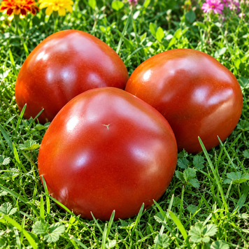 FRAGOLE AL CIOCCOLATO TOMATO