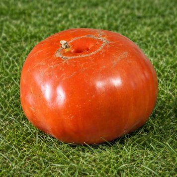 OSH GIANT TOMATO