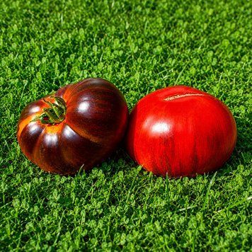 STARDUST ANTO TOMATO