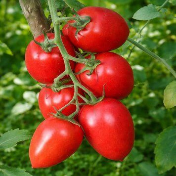 UDAVCHIK TOMATO