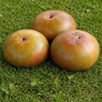 YAR 5 TOMATO