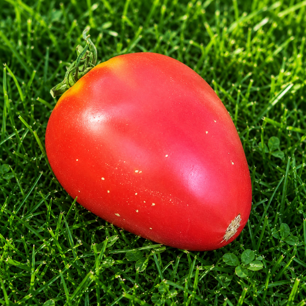 AFRICAN VINING TOMATO