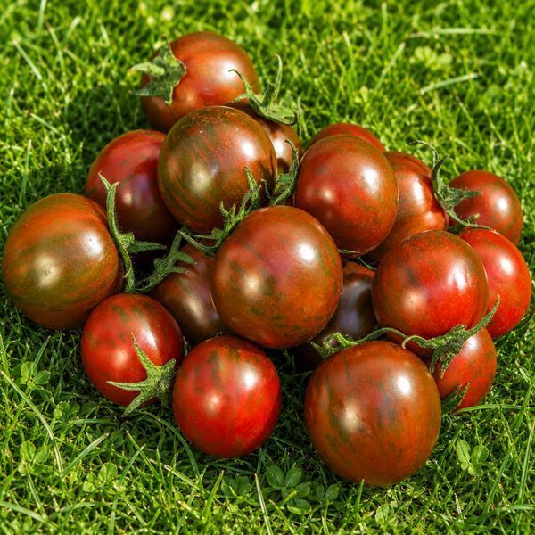 BLACK ZEBRA CHERRY 10975G foto