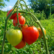 GIANT OF SIEBENBURGEN TOMATO