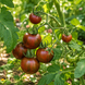 PURPLE BUMBLEBEE TOMATO
