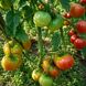CAPTAIN LUCKY TOMATO