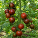 BLACK ZEBRA CHERRY TOMATO