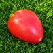 AFRICAN VINING TOMATO
