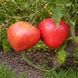 AFRICAN VINING TOMATO