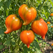 BALTIC LIGHT TOMATO