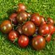 BLACK ZEBRA CHERRY 10975G foto 2