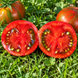 DWARF SARANDIPITY TOMATO